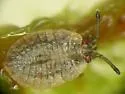Acalypta lillianis