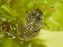 Acalypta lillianis - photo 2