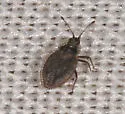 Acalypta lillianis - photo 3
