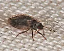 Acalypta lillianis - photo 4