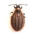 Acalypta lillianis - photo 5