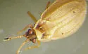 Acalypta nyctalis