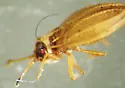 Acalypta nyctalis - photo 2