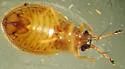 Acalypta nyctalis - photo 3