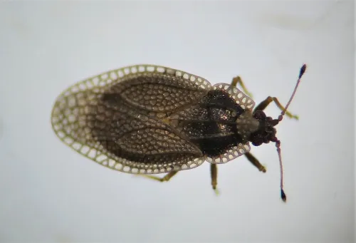 Acalypta parvula