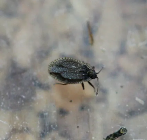 Acalypta parvula - photo 2