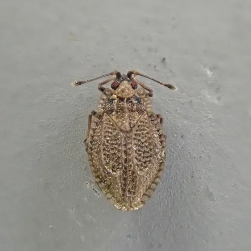 Acalypta parvula - photo 3