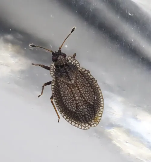 Acalypta parvula - photo 4