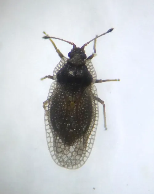 Acalypta parvula - photo 5
