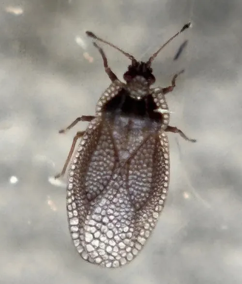 Acalypta parvula - photo 6