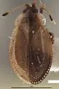 Acalypta saundersi