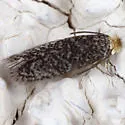 Acalyptris lotella - Hodges#0114.1