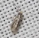 Acalyptris lotella - Hodges#0114.1 - photo 2