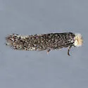 Acalyptris lotella - Hodges#0114.1 - photo 3