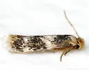 Acalyptris thoracealbella - Hodges#0112