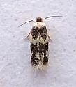 Acalyptris thoracealbella - Hodges#0112 - photo 2