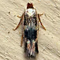 Acalyptris thoracealbella - Hodges#0112 - photo 3