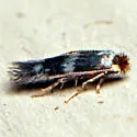 Acalyptris thoracealbella - Hodges#0112 - photo 4