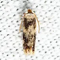 Acalyptris thoracealbella - Hodges#0112 - photo 5