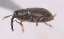 Acalyptus carpini - photo 2