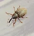 Acalyptus carpini - photo 3