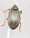 Acalyptus carpini - photo 4