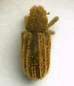 Acamptus echinus