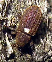Acamptus echinus - photo 2