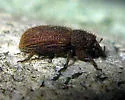 Acamptus echinus - photo 3