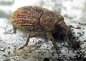 Acamptus echinus - photo 4