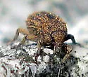 Acamptus echinus - photo 5