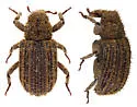 Acamptus rigidus - photo 2
