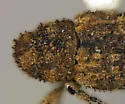 Acamptus rigidus - photo 4