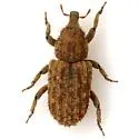 Acamptus texanus - Acamptus texanus