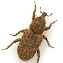 Acamptus texanus - photo 2