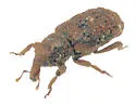 Acamptus texanus - photo 3