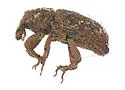 Acamptus texanus - photo 4