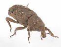 Acamptus texanus - photo 5