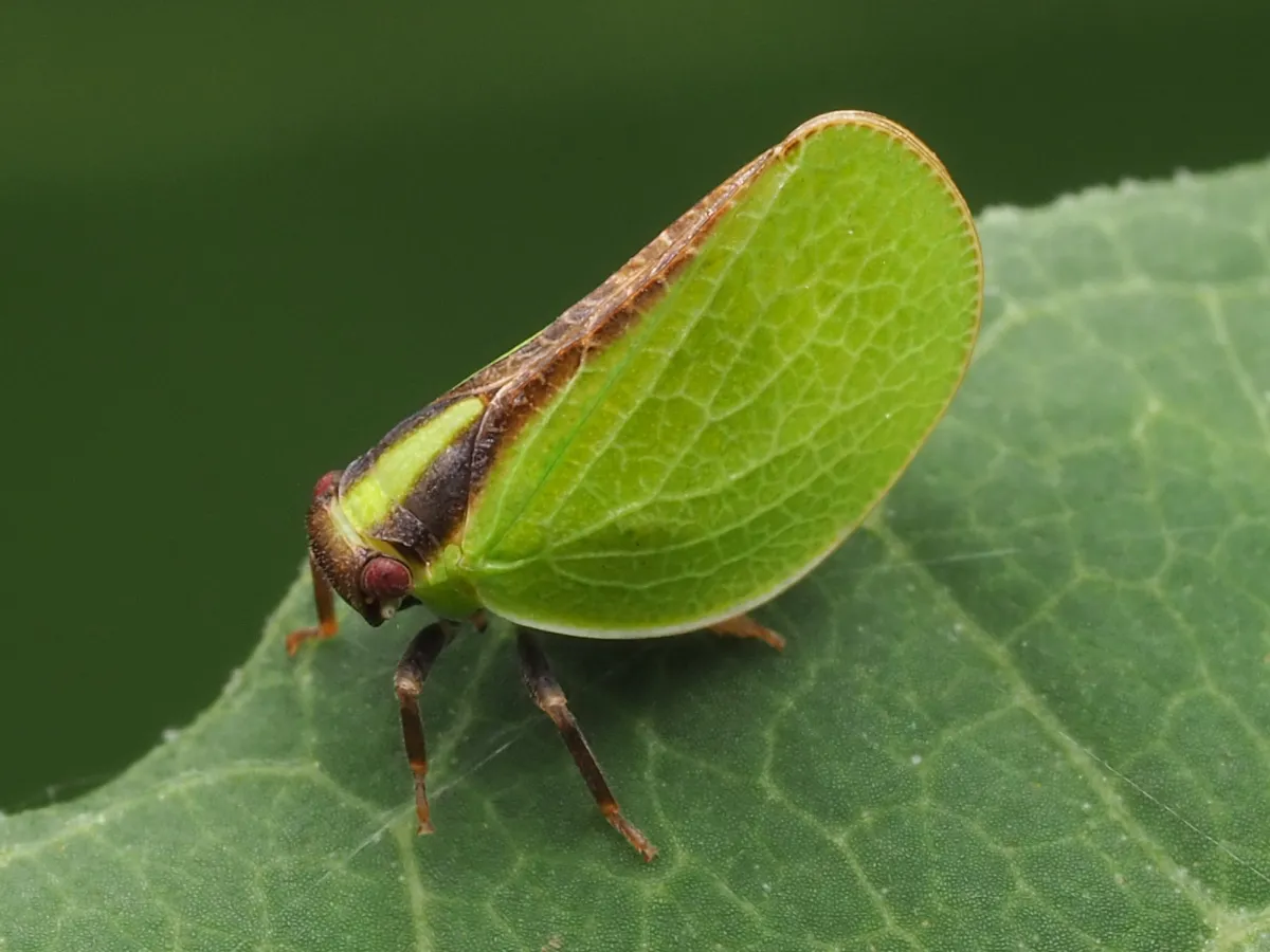Two-striped Planthopper - photo 2