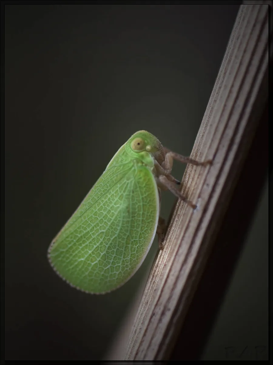 Acanalonia chloris - photo 3