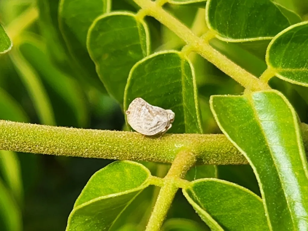 Acanalonia clarionensis - photo 2