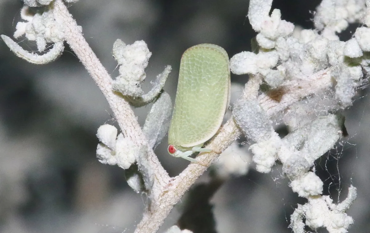 Acanalonia clypeata