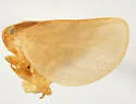 Acanalonia concinnula