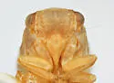 Acanalonia concinnula - photo 2