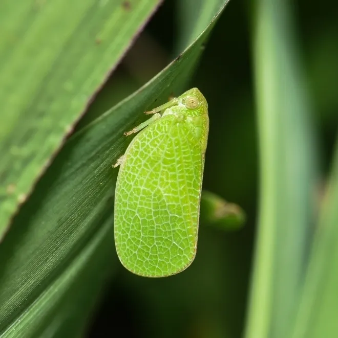 Acanalonia excavata - photo 2