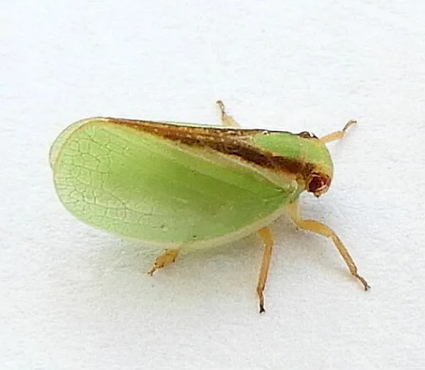 Acanalonia fasciata - photo 2