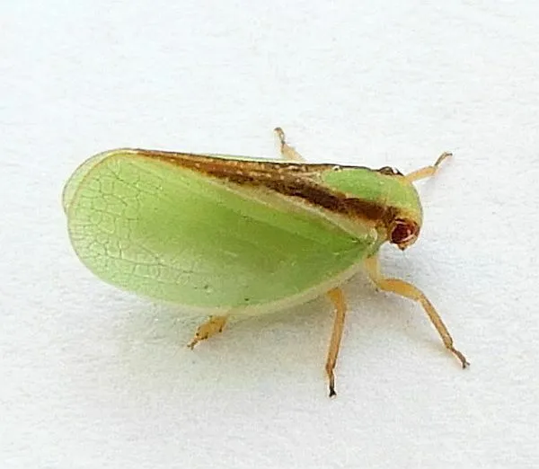 Acanalonia fasciata - photo 3