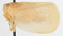 Acanalonia grandicella