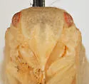 Acanalonia grandicella - photo 2