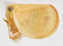Acanalonia hadesensis